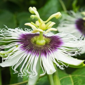 Alternative view of Passion flower plant