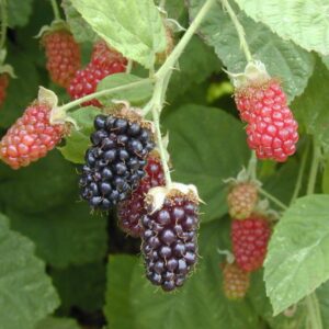 Alternative view of Marionberry