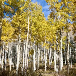 Alternative view of Aspen