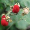 Thimbleberry