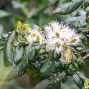 Alternative view of Ice Cream Bean Fruit Tree