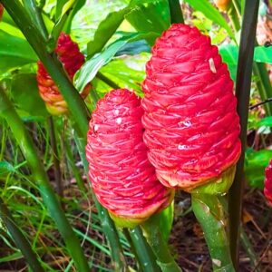 5 140 8 Hawaiian Shampoo Ginger Roots