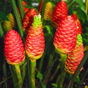 Alternative view of 4 Awapuhi Zingiber Zerumbet Shampoo Ginger Roots