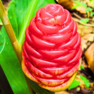 Alternative view of 5 Beehive Shampoo Ginger Roots