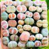 15 Mix Lithops Plant