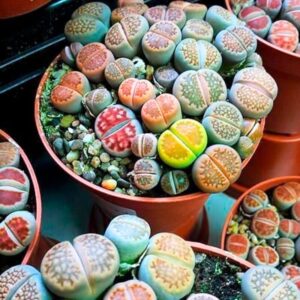 15 50 10 Mix Lithops Succulent Plants Living Stone
