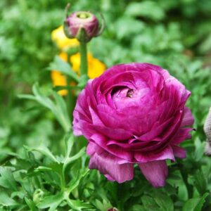 52 9 Pack 25 Purple Ranunculus Buttercup Bulbs