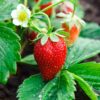 Strawberry Plants Bareroots