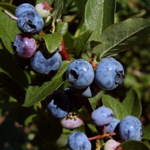 Alternative view of Blueberry Trees