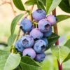 Blueberry Trees