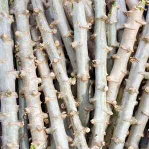 Alternative view of Yuca Cassava Cuttings (Manihot esculenta)