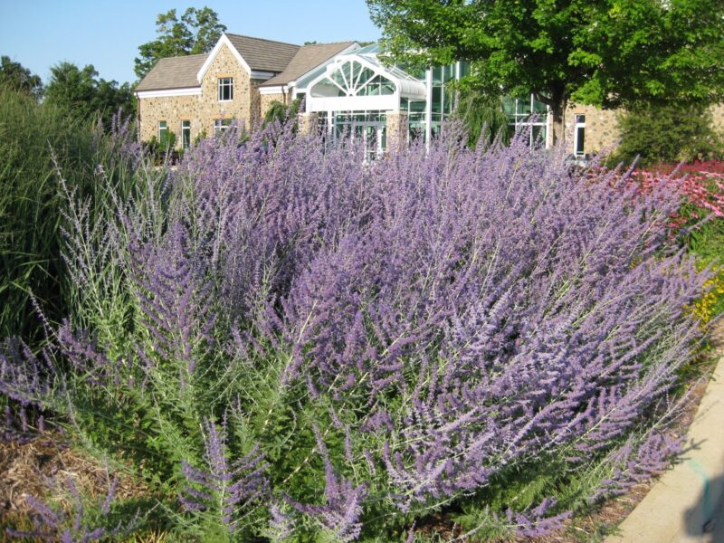 russian sage plant