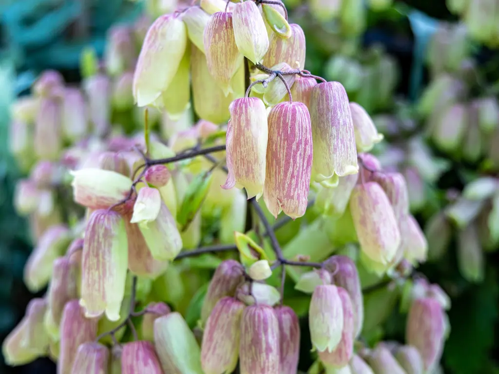 Kalanchoe Pinnata flowers