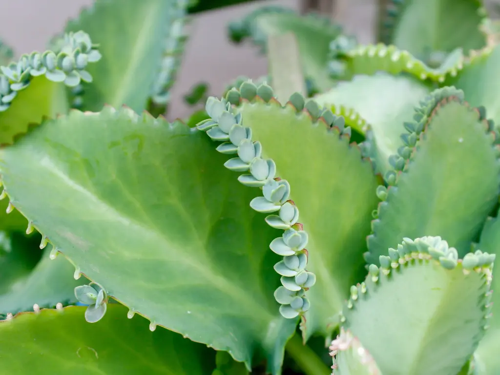 Kalanchoe Pinnata leaves