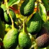 Cold Hardy Hass Avocado Tree Plant Live, Grafted Hass Avocado Plant Live Tree In Pot, 2-3Ft No CA