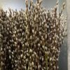 20 Large Pussy Willow Tree Cuttings, No Root, Easy to Root, Landscape Planting, 8-10 Inch Cuttings to Yield 20 Trees In Field or 40 In Containers