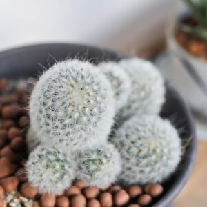101 1 Mammillaria Senilis Feather Cactus Plant
