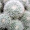 Mammillaria Senilis Feather Cactus Plant
