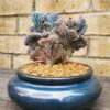 Blue Candle Crested Cactus, Blue Myrtle Crested Cactus, Myrtillocactus Geometrizans "Strictum Cristata