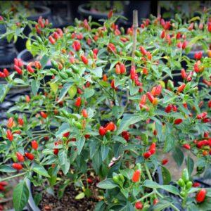 216 8 Pequin Hot Pepper Chili Live Plants - 8 Count - Very Hot Chili Pepper Piquín - Spice Pepper Plant - Zones 9-11 - Live Pepper Plant for Sale