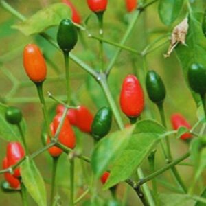 215 10 Pequin Hot Pepper Chili Live Plants - 8 Count - Very Hot Chili Pepper Piquín - Spice Pepper Plant - Zones 9-11 - Live Pepper Plant for Sale