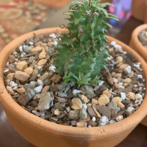 51 18 Twisted Euphorbia Cactus, Spiral cactus