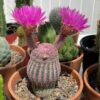 Arizona Rainbow Hedgehog Echinocereus Rigidissimus Cactus Plant