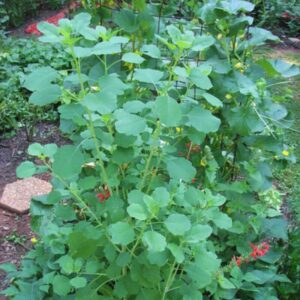 f1 3 14 Mexican Herb Seeds, Papalo Seeds - 100 Seeds