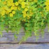 2 Golden Creeping Jenny Plants Live, Lysimachia Nummularia Plant Live, 3 to 5 Inc Long