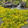 3 Golden Creeping Jenny Plants, Lysimachia Nummularia Plant from 3 to 5 Inches Tall