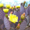 3 Purple Prickly Pear Cactus Cuttings, 4 to 7 Inches Tall, Prickly Pear Cactus Plants Live Succulents Plants