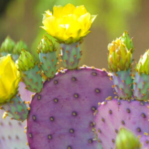 33 40 2 Opuntia Santarita Santa Rita Purple Prickly Pear Cactus Plants Live, Cactus Succulents Live Plants