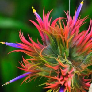 f1 4 22 Mix Red Yellow Tillandsia Air Plants Live - 2 to 3 Inc Tall - Tillandsia Plants