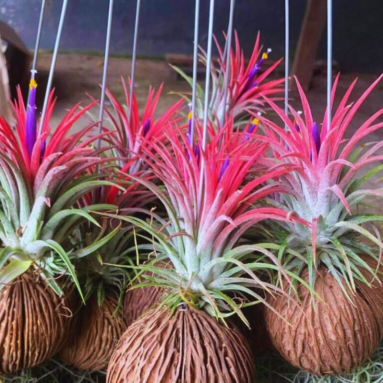 15 Red Tillandsia Air Plants Live 2 to 3 Inc Tall Garden Plant Nursery