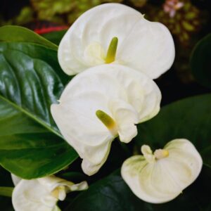 peter1 16 White Anthurium Plant - 5 to 7 Inc Tall in 4'' Pot