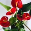 Red Anthurium Plant Live - 4 Inc Pot, 5 to 7 Inc Tall
