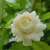 Grand Duke of Tuscany Jasmine Plant, Jasmine Live Plant, 2 Plants, 4 to 6 Inches Tall