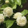 Grand Duke of Tuscany Arabian Jasmine Plant - 4 Inc Tall - Jasmine Live Plant - 3 Plants