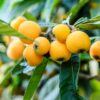 Golden Nugget Loquat Plant - 1.5 to 2 Feet Tall, 1 Gallon Pot