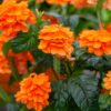 Orange Crossandra Plants Live - 3 to 5 Inc Tall, 4 Plants