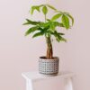 3 Braided Money Trees - 6 to 8 Inc Tall in 4 Inc Pot