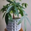 2 Braided Money Trees - 6 to 8 Inc Tall in 4 Inc Pot
