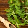 6 Stevia Plants Live - 3 to 5 Inc Tall - Stevia Rebaudiana Plants