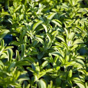 f2 3 7 2 Stevia Plants Live - 3 to 5 Inc Tall