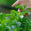 f1 7 4 2 Stevia Plants Live - 3 to 5 Inc Tall
