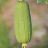 Luffa Plants - 4 to 6 Inc Tall - 6 Plants