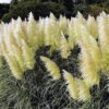 4 White Pampas Grass Plants Live - 4 to 6 Inc Tall
