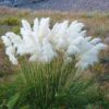 3 White Pampas Grass Plants Live - 4 to 6 Inc Tall