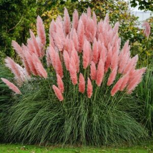 f1 4 13 4 Pink Pampas Grass Plugs - 4 to 6 Inc Tall