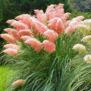 Alternative view of Pink Pampas Grass Plants Live - 3 Plugs, 4 to 6 Inc Tall